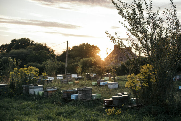 L&rsquo;abeille de Lanvaux