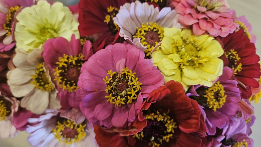 Fleurs